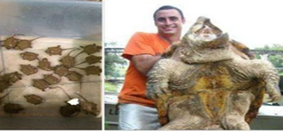 PROFEPA rescata un pitón y un erizo que se vendían en Facebook