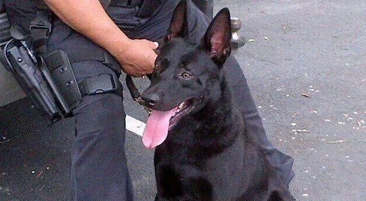 Despiden a perro por morder a 2 personas Despiden a perro por morder a 2 personas