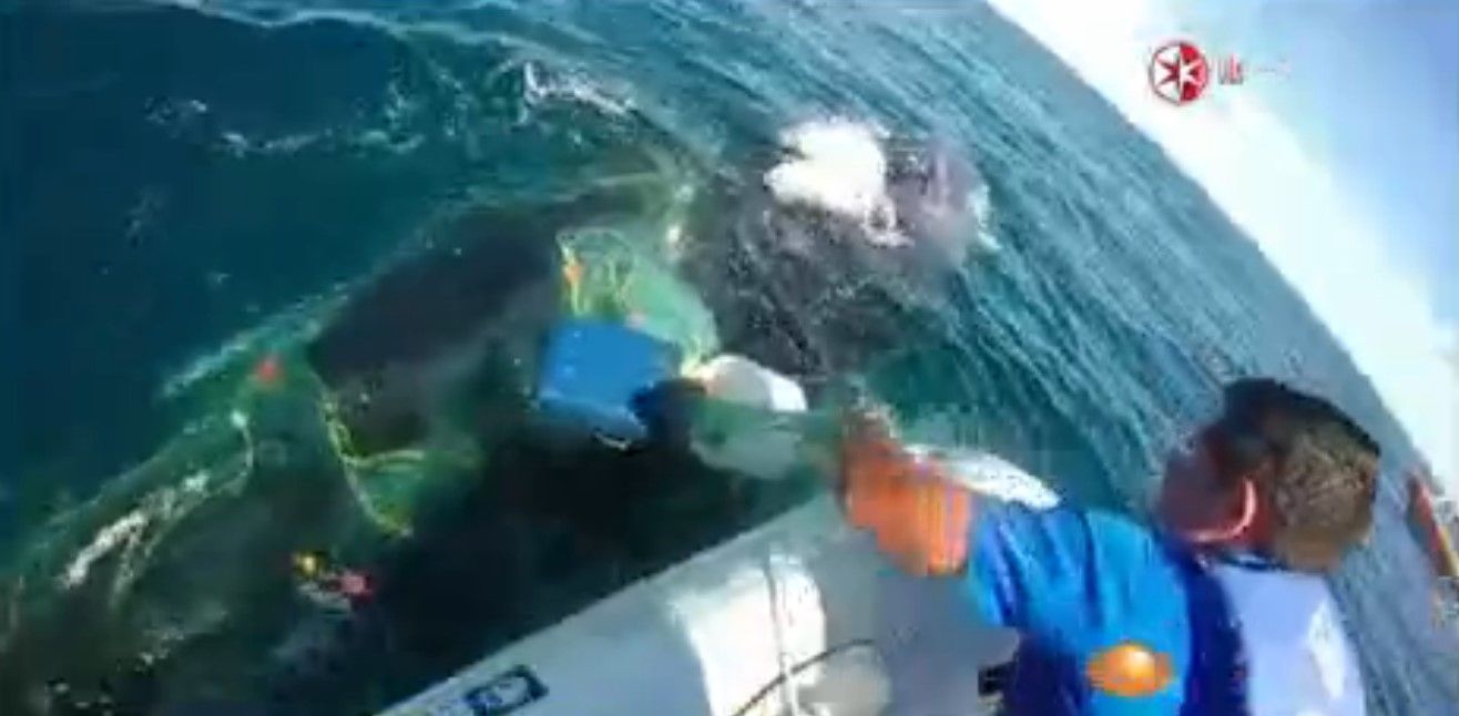 Rescatan a ballena en San José del Cabo