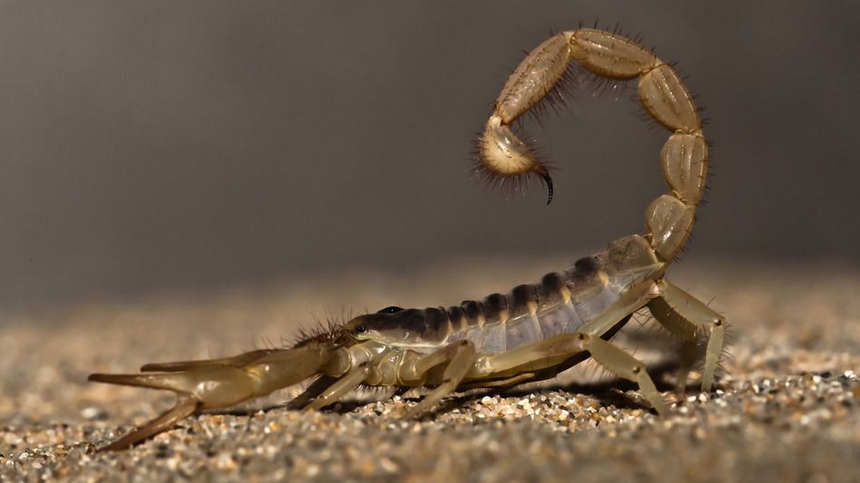 Escorpión pica a mujer en vuelo Escorpión pica a mujer en vuelo