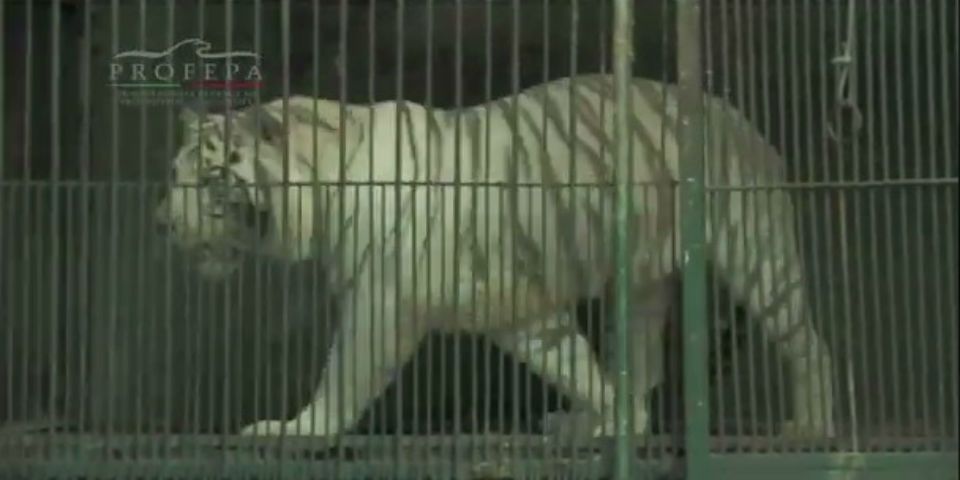 Aseguran más de 4 mil animales en zoológicos del país