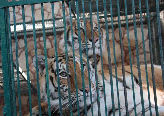 Encuentran 40 animales muertos en zoológico de diputado