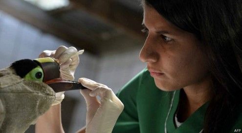 Reconstruirán pico de tucán con impresora 3D