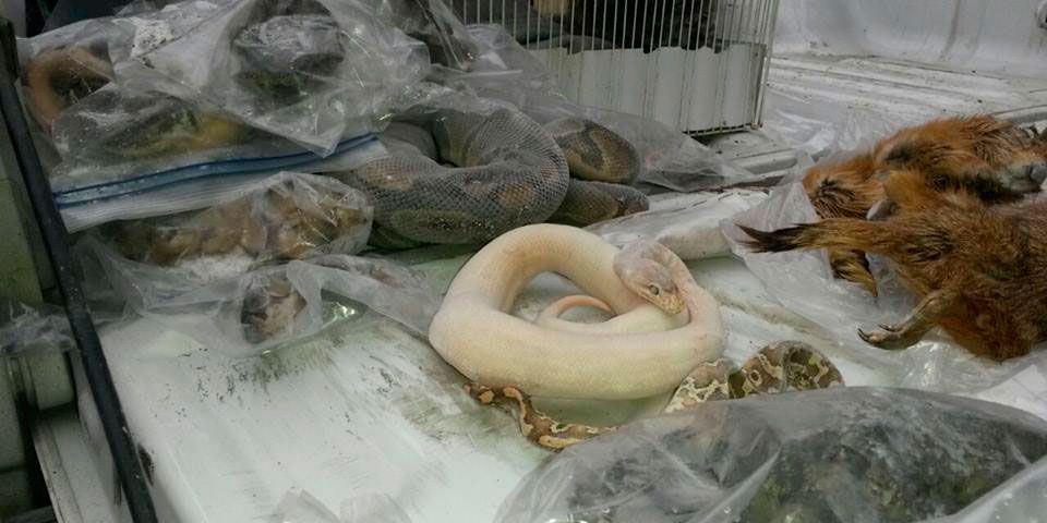 Catean casa en Monterrey por vender animales exóticos Catean casa en Monterrey por vender animales exóticos