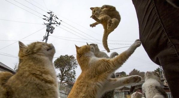 Hay más gatos que humanos en esta isla de Japón Hay más gatos que humanos en esta isla de Japón
