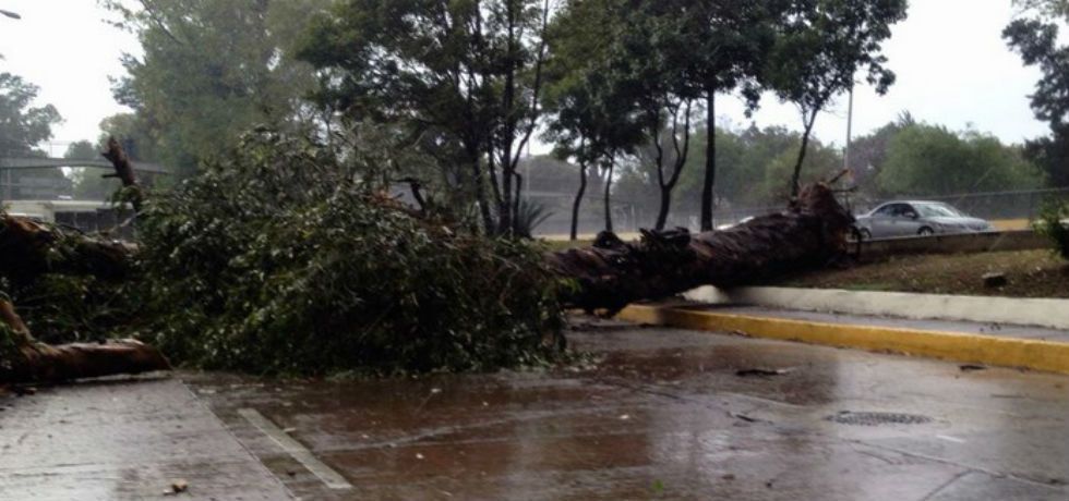 Cae árbol en Río Churubusco