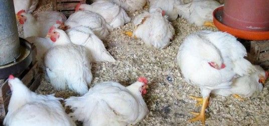 Sacrifican 96 aves por influenza