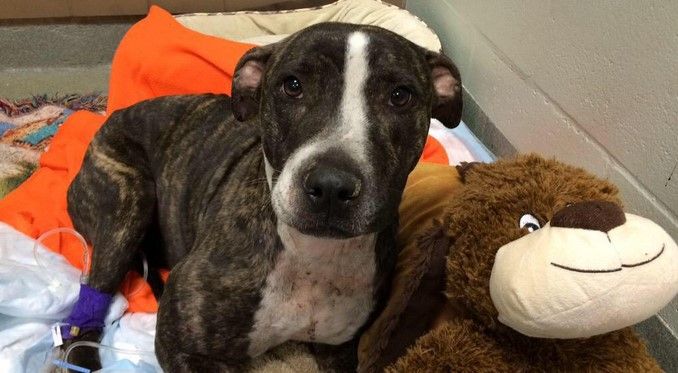 Encuentran a cachorra baleada en vías de tren Encuentran a cachorra baleada en vías de tren