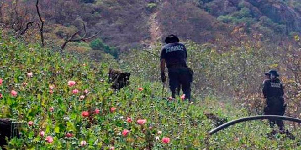 Destruye PF campo de amapolas en Acapulco