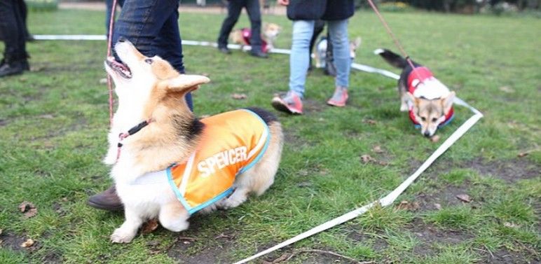 Carrera de perros para predecir nombre de bebé de la realeza