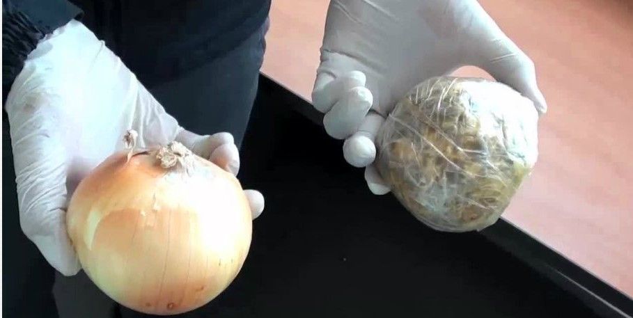 Decomisan 33 kilos de cocaína en cebollas