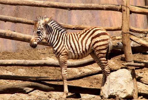 Cebra nace en zoólogico de San Juan de Aragón