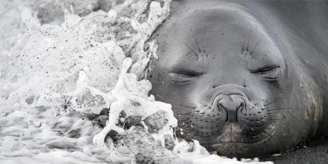 Smithsonian.com presenta finalistas de concurso fotográfico 2015