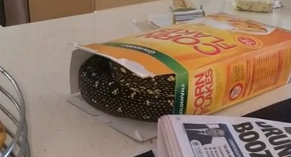 Pitón de dos metros se esconde en caja de cereal