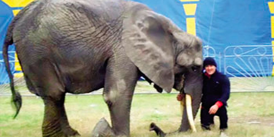 Responsabilizan al Verde por muerte de elefanta