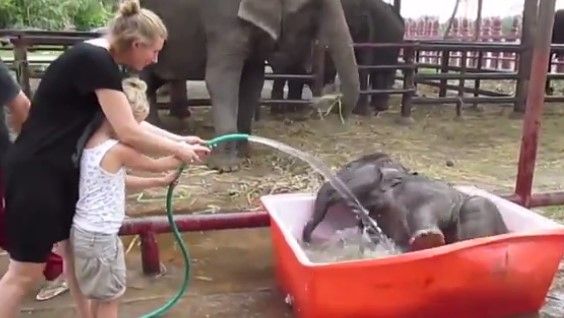 Elefante disfruta su baño con turistas