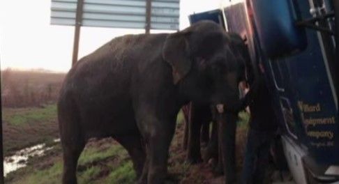 Elefantes sacan a tráiler atascado en zanja