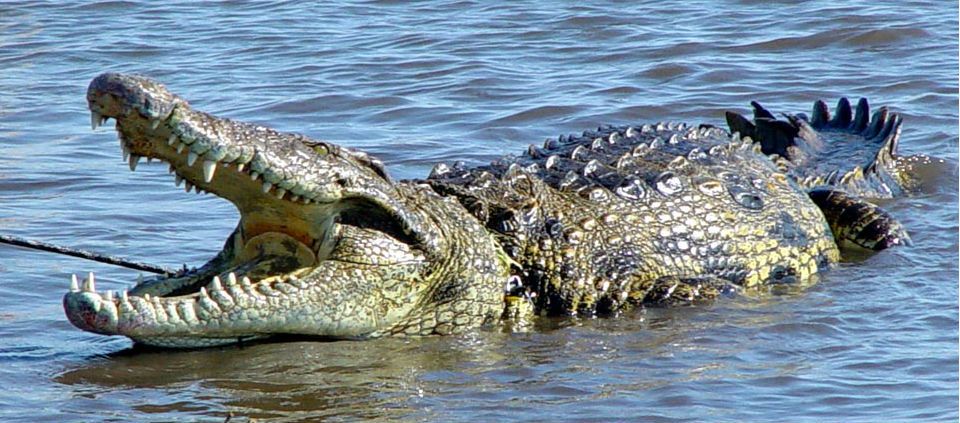 Profepa denuncia a asesinos de cocodrilo