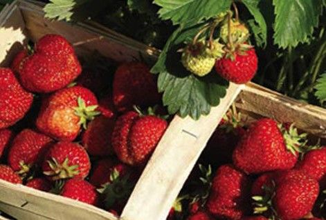 Cinco alimentos que combaten los efectos de trabajar sentado - fresas_post1