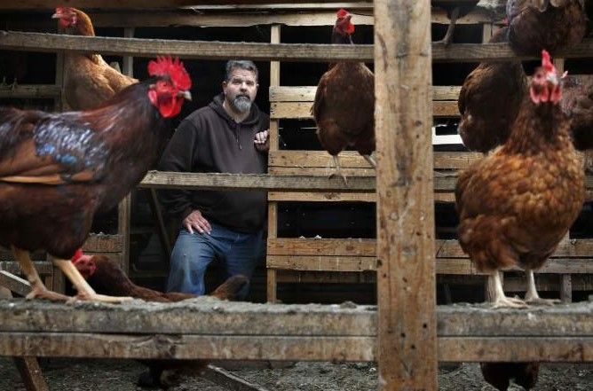 Roban gallinas que dan huevos de colores