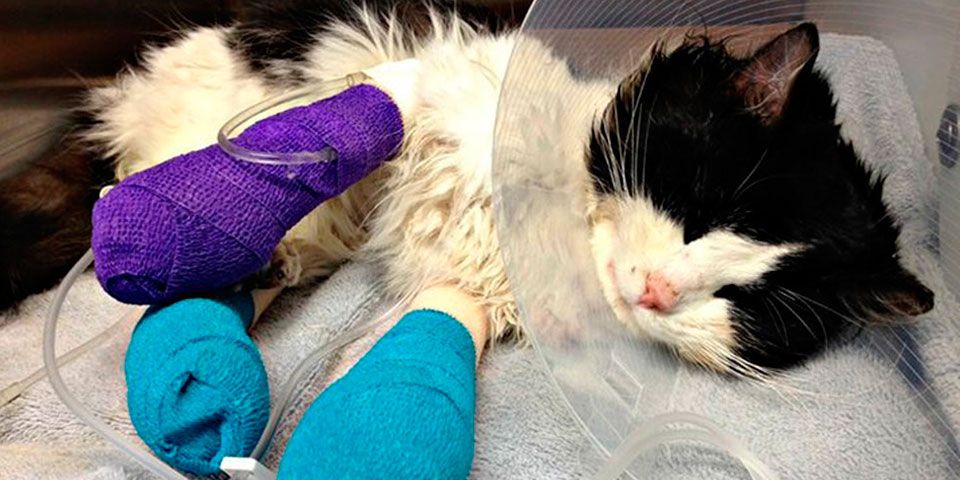 Recaudan más de 21 mil dólares para ayudar a gato