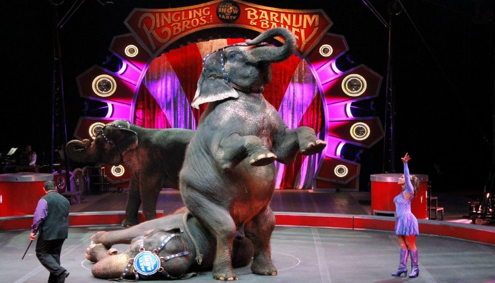 Ringling Bros dejará de usar elefantes Ringling Bros dejará de usar elefantes