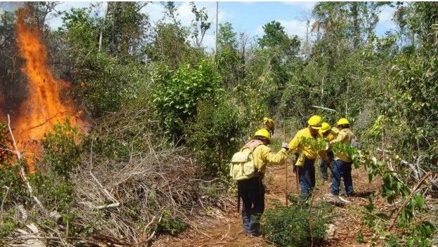 Conafor apaga incendios en Quintana Roo