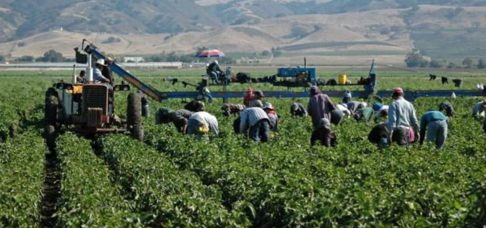 Hay red de delincuencia organizada en campos agrícolas: STPS