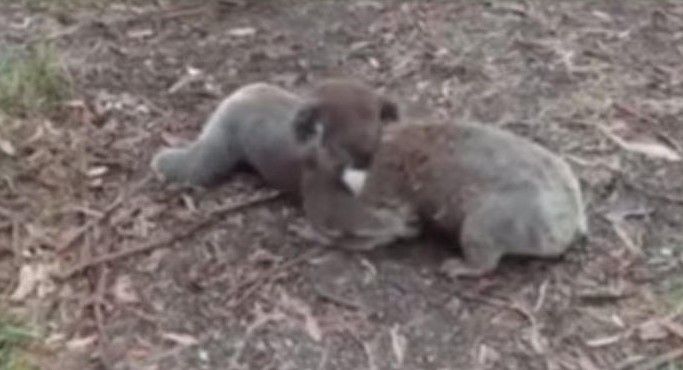 Koalas luchan en parque de Australia