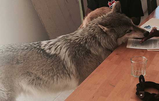 Le prohíben pasear a su lobo en la vía pública