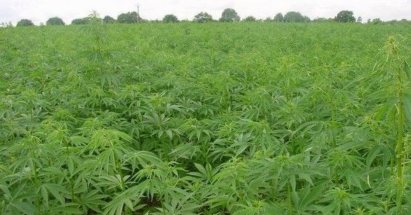 PGR asegura mil 980 kilos de mariguana en Tamaulipas
