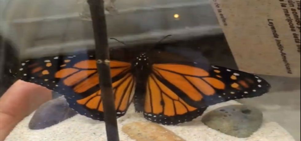 Venden mariposas monarca por Facebook