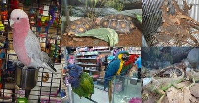 Maskota no ofrecerá 201 especies protegidas o invasoras