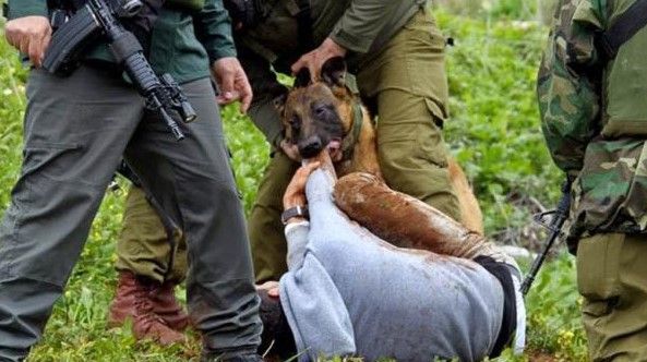 Ejército israelí utiliza perro para detener a un menor Ejército israelí utiliza perro para detener a un menor
