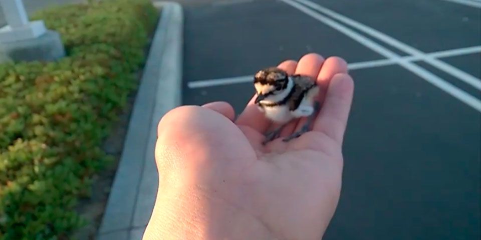 Bebé pájaro se reúne con su familia