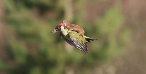 La historia detrás del pájaro y la comadreja La historia detrás del pájaro y la comadreja