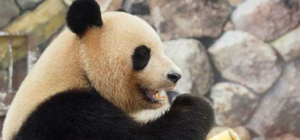 Lo indemnizan con 83 mil dólares por mordedura de panda