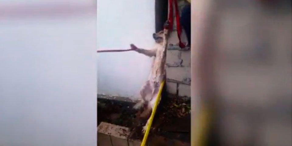 Bomberos rescatan a perro atorado entre dos paredes Bomberos rescatan a perro atorado entre dos paredes