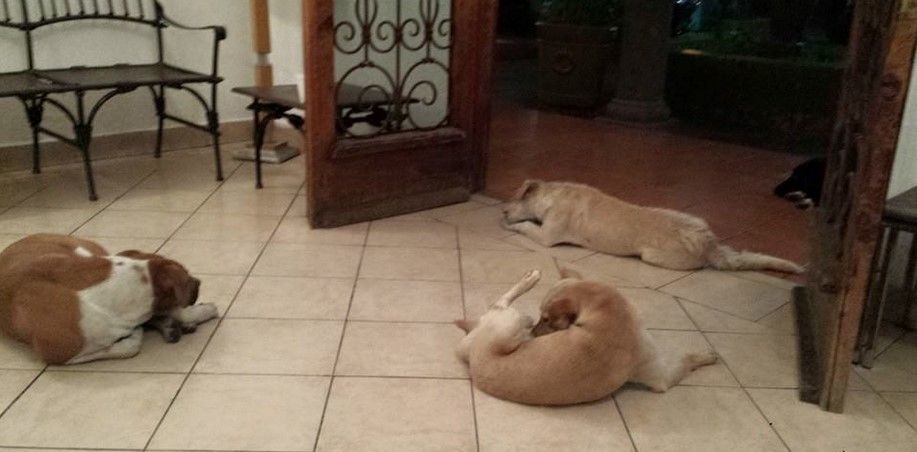 Perros hacen guardia en funeral