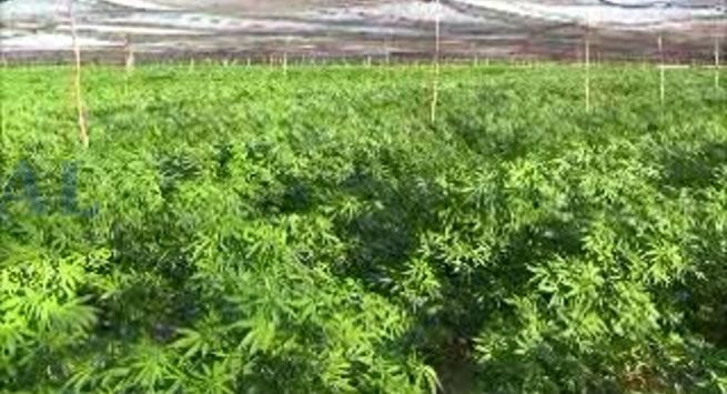 Incautan mariguana valuada en 6.2 mdd