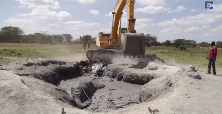 Elefante queda atrapado durante 12 horas Elefante queda atrapado durante 12 horas