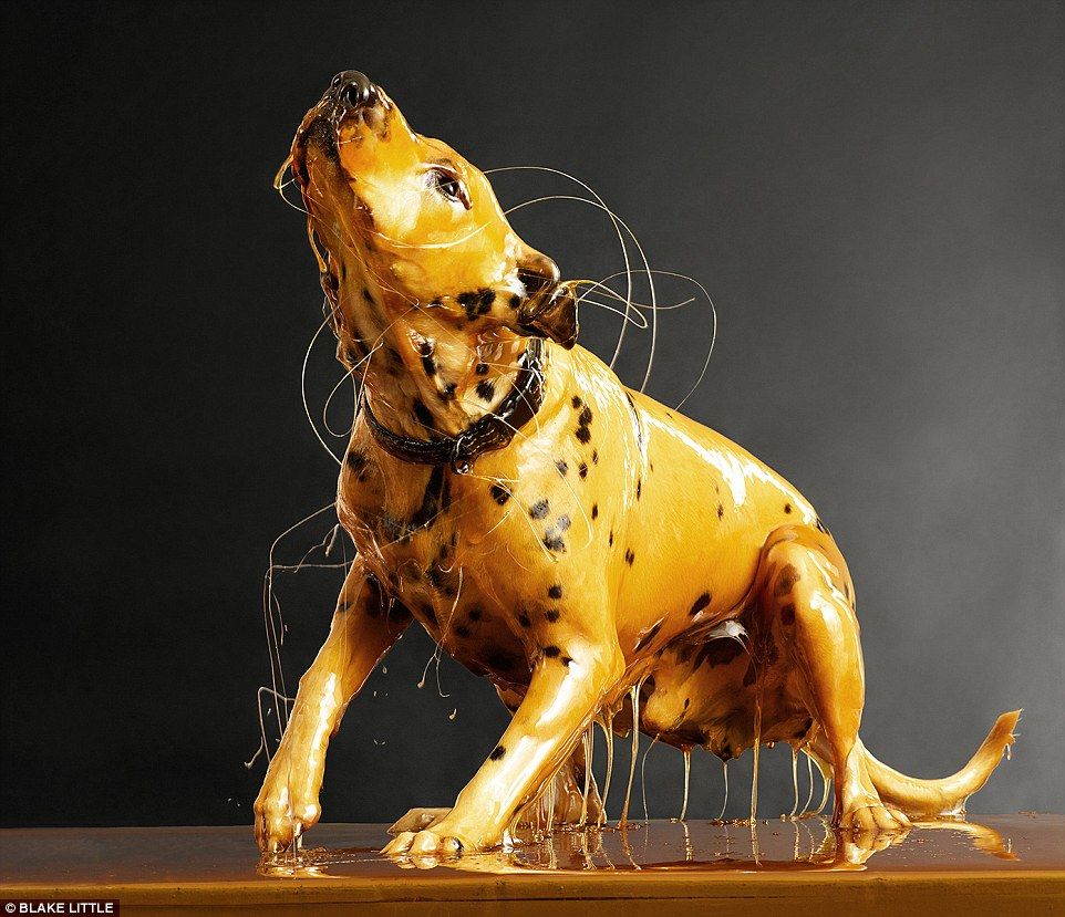 Fotógrafo crea “estatuas de miel”