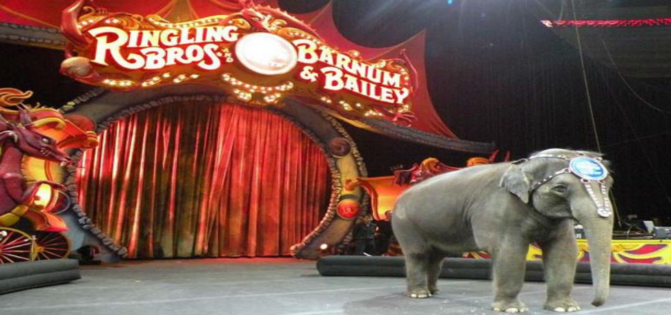 Ringling Bros cancela su gira por México