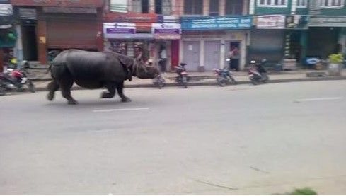 Rinoceronte mata a persona en Nepal Rinoceronte mata a persona en Nepal