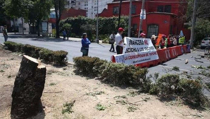 Café Político: Falso que árboles en Mixcoac tengan plaga