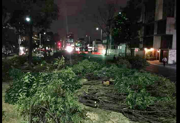 Talan cientos de árboles en Mixcoac
