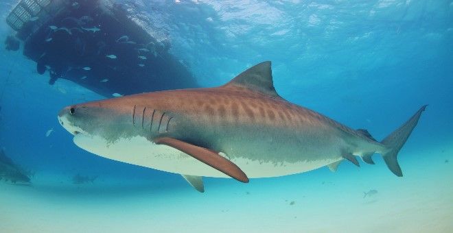 Tiburón muerde a turista en Hawaii