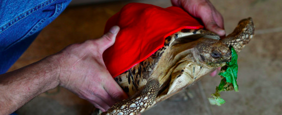 Cleopatra: la tortuga con caparazón impreso en 3D