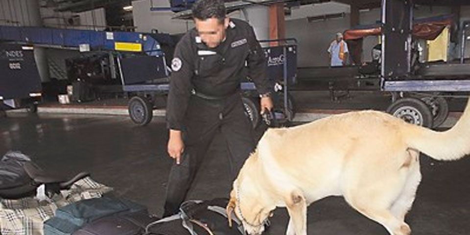 Unidad Canina descubre mochila con droga en Acapulco
