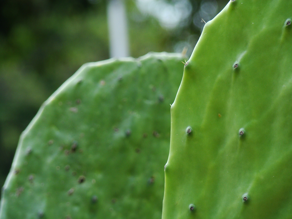 Ocultaba metanfetaminas entre nopales y chayotes
